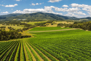 Winery Tours Australia