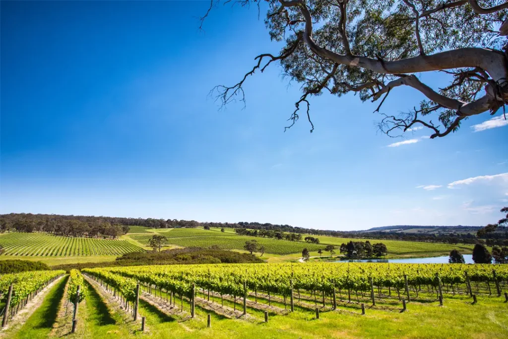 private car hire melbourne